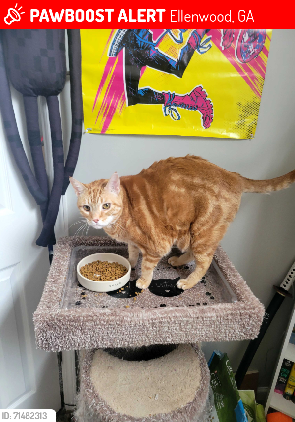 Lost Male Cat last seen Legacy at Stagecoach, Ellenwood, GA 30294