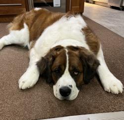 Lost Female Dog last seen Exeter and Labo Rd, Carleton, MI 48117