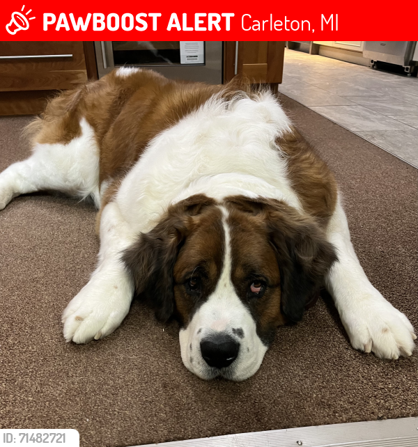 Lost Female Dog last seen Exeter and Labo Rd, Carleton, MI 48117