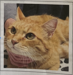 Lost Female Cat last seen HWY 271 North and Bear Rd., Gilmer, TX 75644, Gilmer, TX 75644