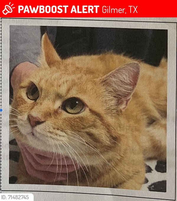 Lost Female Cat last seen HWY 271 North and Bear Rd., Gilmer, TX 75644, Gilmer, TX 75644