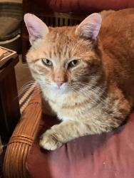 Lost Male Cat last seen Apex/New Hill, Apex, NC 27502