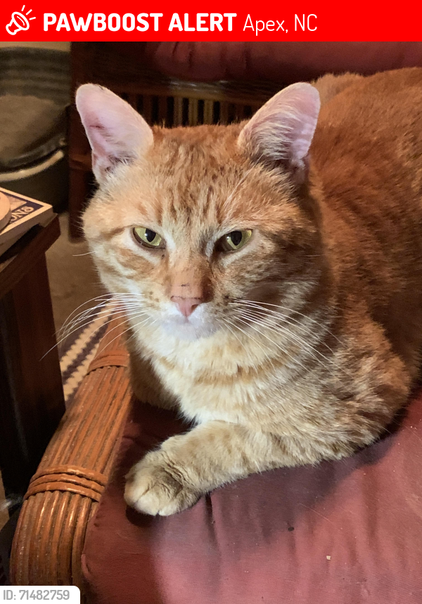 Lost Male Cat last seen Apex/New Hill, Apex, NC 27502
