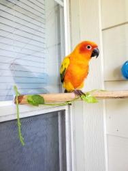 Lost Male Bird last seen Kensington Place , Houston, TX 77034
