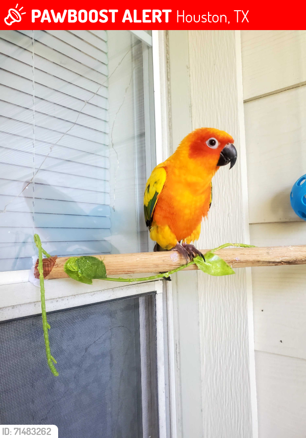 Lost Male Bird last seen Kensington Place , Houston, TX 77034
