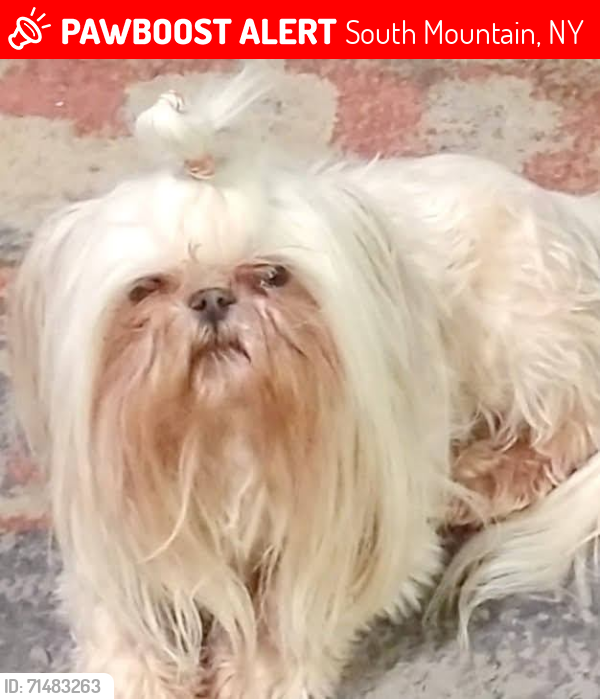 Lost Male Dog last seen Colchester, Dogwood, Partridge , Binghamton, NY 13903