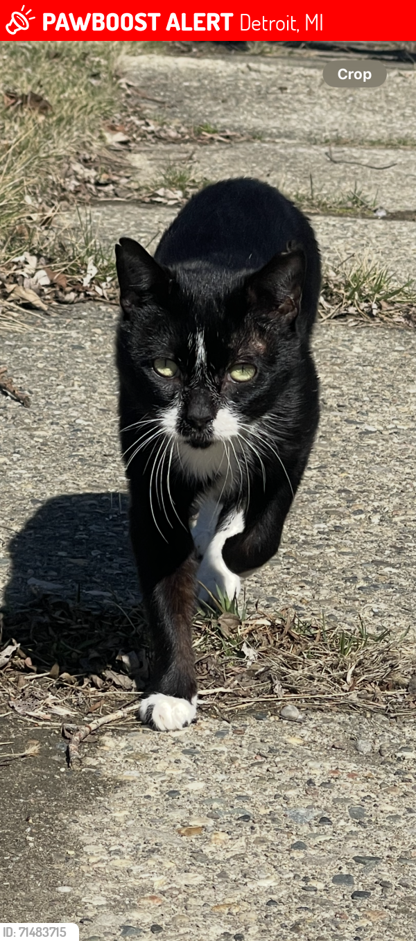 Lost Male Cat last seen Wyoming, Detroit, MI 48204