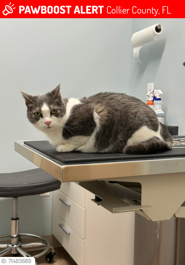 Lost Female Cat last seen Near Beck Blvd. E149 Naples Florida, Collier County, FL 34114