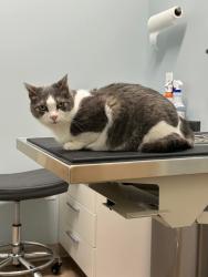 Lost Female Cat last seen Near Beck Blvd. E149 Naples Florida, Collier County, FL 34114