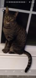 Lost Male Cat last seen SW 46th Pl and Rylee off sw 44th n council, Oklahoma City, OK 73119