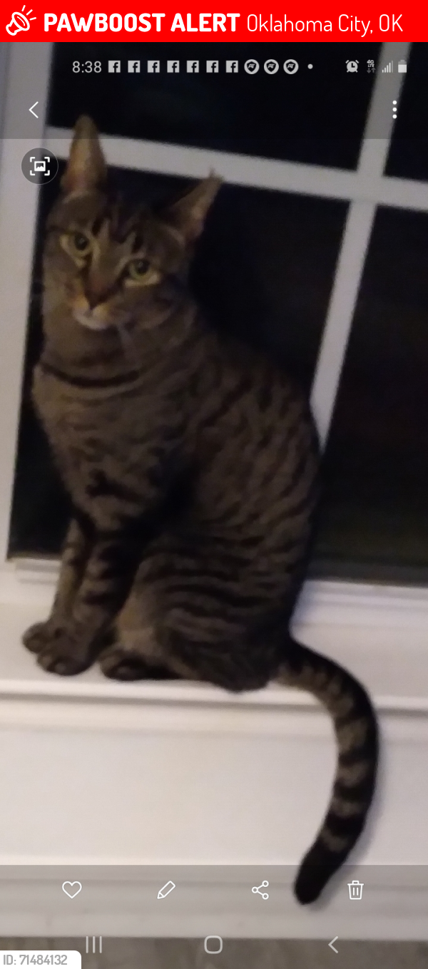 Lost Male Cat last seen SW 46th Pl and Rylee off sw 44th n council, Oklahoma City, OK 73119