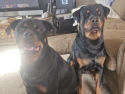 Lost Male Dog last seen Childs ave., Merced, CA 95341