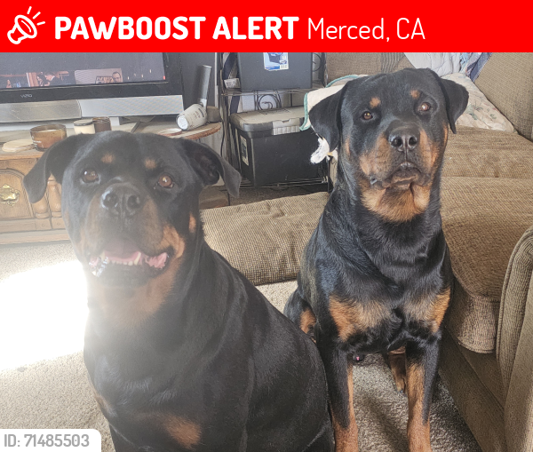 Lost Male Dog last seen Childs ave., Merced, CA 95341