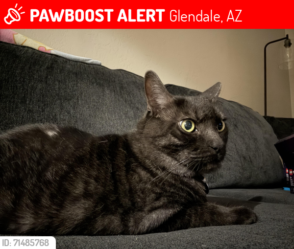 Lost Male Cat last seen Maryland and El Mirage, Glendale, AZ 85307