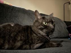 Lost Male Cat last seen Maryland and El Mirage, Glendale, AZ 85307