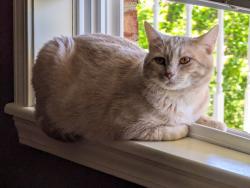 Lost Male Cat last seen Thomas Acres Rd. Kingsport, Tn, Kingsport, TN 37664