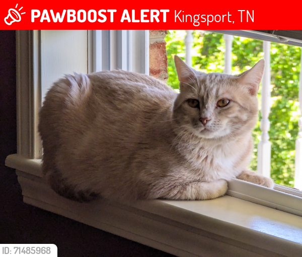 Lost Male Cat last seen Thomas Acres Rd. Kingsport, Tn, Kingsport, TN 37664
