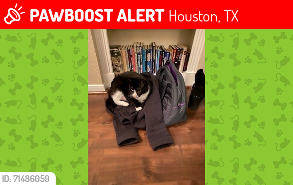 Lost Male Cat last seen Main and Kirby, Houston, TX 77030