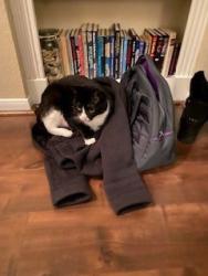Lost Male Cat last seen Main and Kirby, Houston, TX 77030