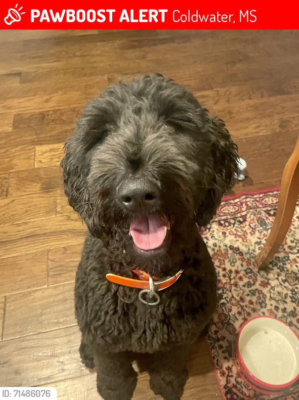 Lost Female Dog last seen Smith and Holly Springs Rd, Coldwater, MS 38618