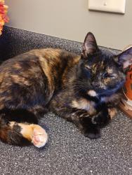 Lost Female Cat last seen Fairmont Ave & Fair Orchard Way across from Ingels on 290 , Duncan, SC 29334