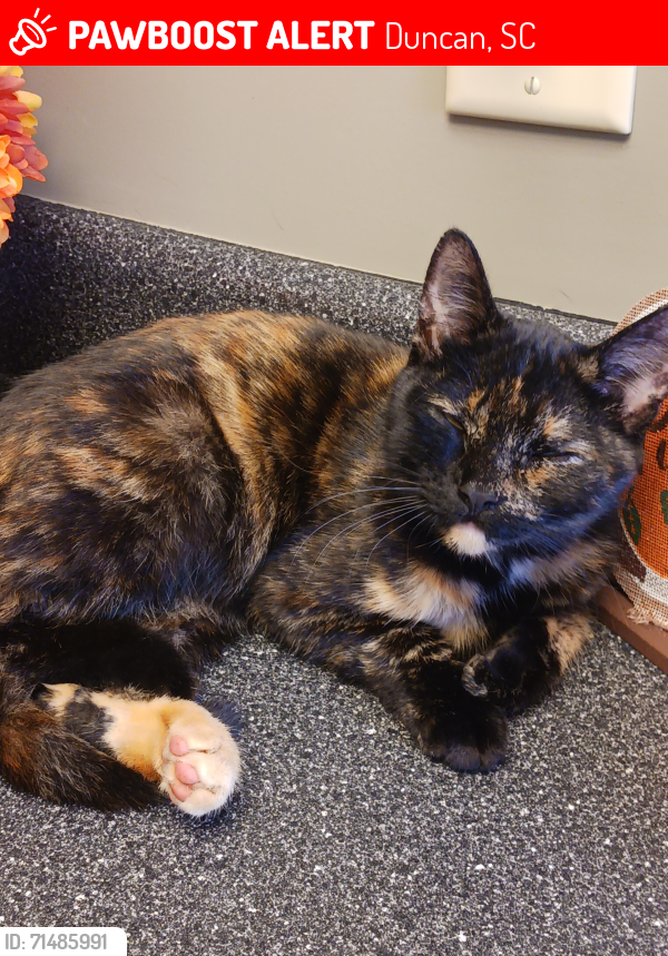 Lost Female Cat last seen Fairmont Ave & Fair Orchard Way across from Ingels on 290 , Duncan, SC 29334