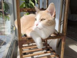 Lost Female Cat last seen Near intersection of Colonnade Drive and Cypress Shadow, Tampa, FL 33647