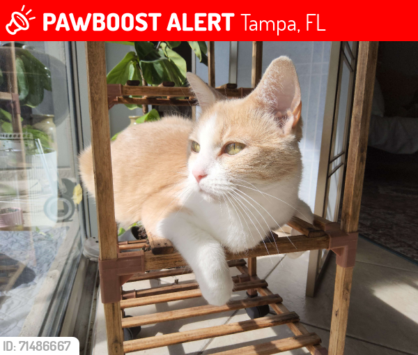 Lost Female Cat last seen Near intersection of Colonnade Drive and Cypress Shadow, Tampa, FL 33647