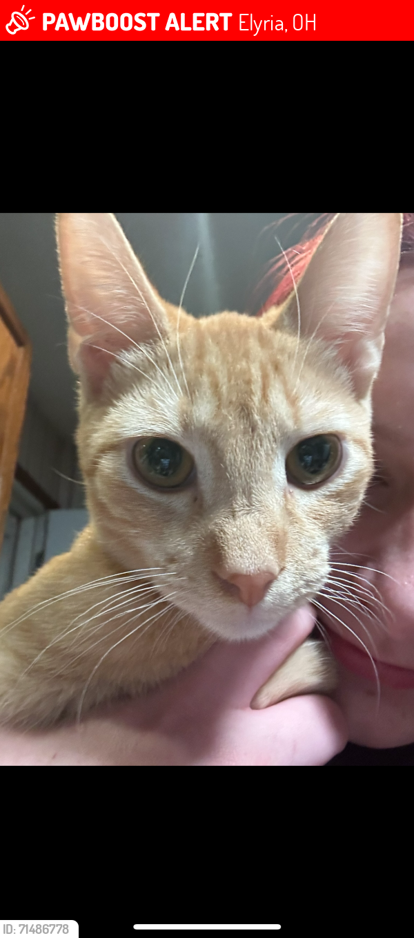 Lost Male Cat last seen Louisiana Ave/ Furnace Street/ 57, Elyria, OH 44035
