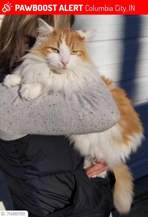 Lost Female Cat last seen Highway 30, headed towards Muncie., Columbia City, IN 46725