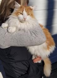 Lost Female Cat last seen Highway 30, headed towards Muncie., Columbia City, IN 46725