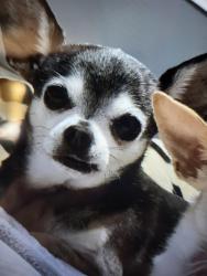 Lost Male Dog last seen Hwy 131 S Hogwoller area Bladenboro NC, Bladenboro, NC 28320