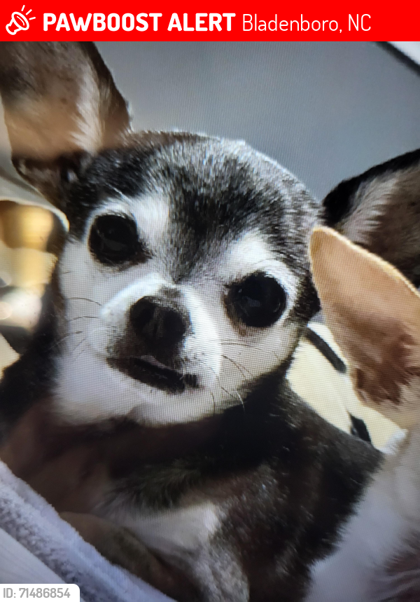 Lost Male Dog last seen Hwy 131 S Hogwoller area Bladenboro NC, Bladenboro, NC 28320