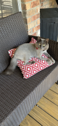 Lost Female Cat last seen Woodland Ln or maybe Casper Ct, River Plantation, Conroe, TX 77301