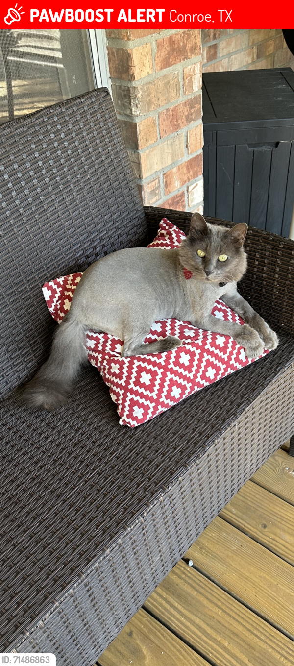 Lost Female Cat last seen Woodland Ln or maybe Casper Ct, River Plantation, Conroe, TX 77301
