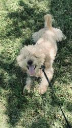 Lost Male Dog last seen South Cherokee , St. Louis, MO 63118