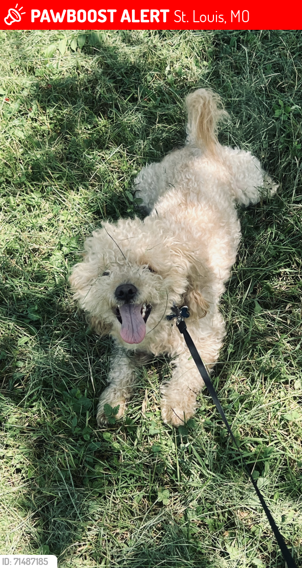 Lost Male Dog last seen South Cherokee , St. Louis, MO 63118