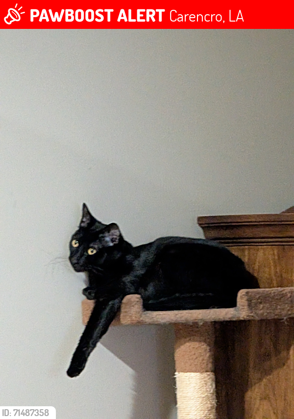 Lost Male Cat last seen Melancon Funeral Home , Carencro, LA 70520