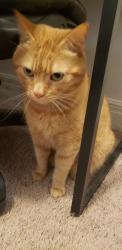 Lost Male Cat last seen W Ryan rd truck stops , Oak Creek, WI 53154