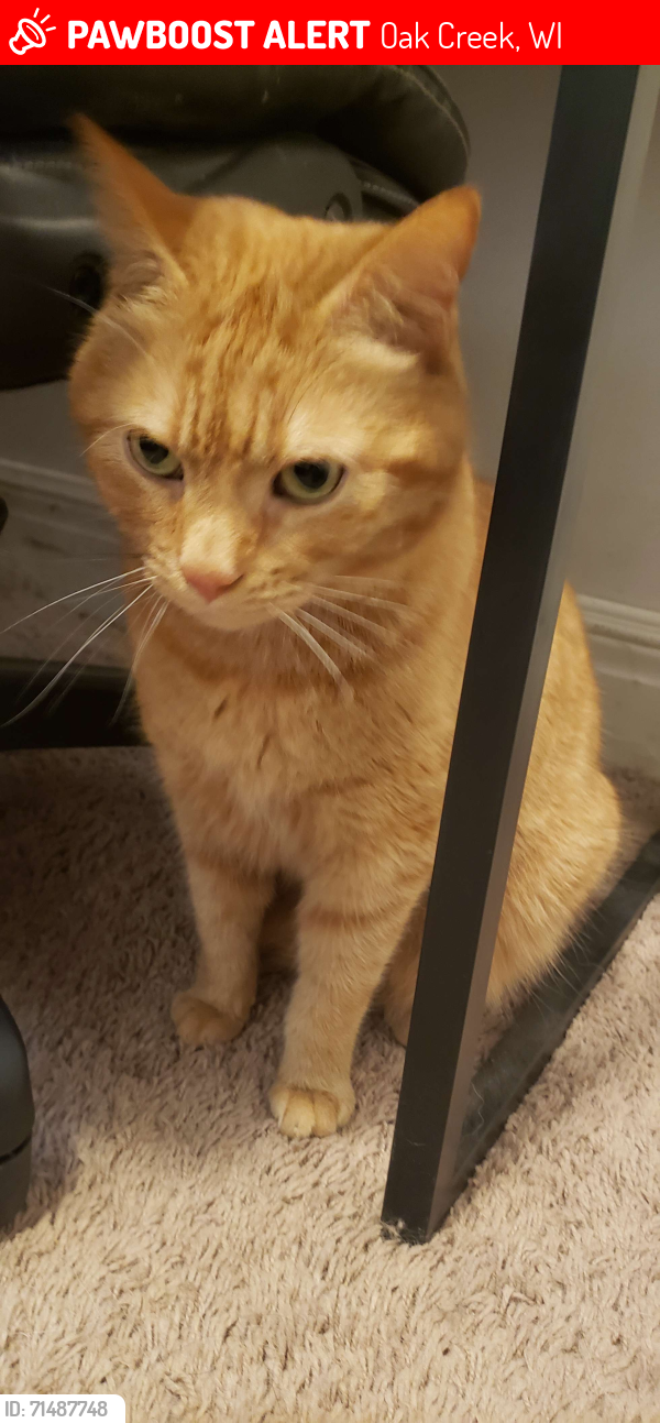 Lost Male Cat last seen W Ryan rd truck stops , Oak Creek, WI 53154