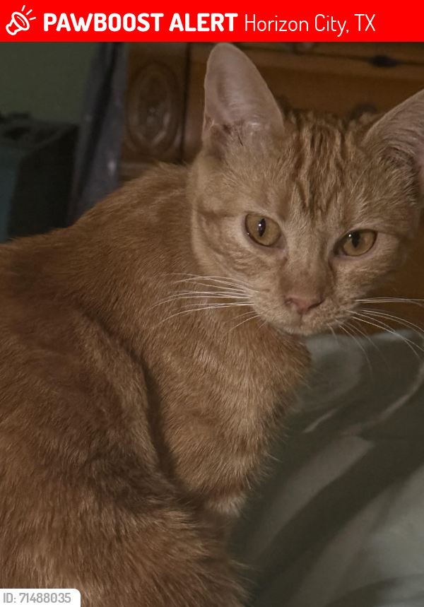 Lost Female Cat last seen Darington Near Albertsons, Horizon City, TX 79928