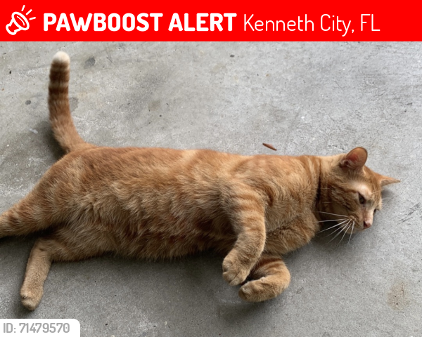Lost Male Cat last seen 46th Ave N and 58th St N , Kenneth City, FL 33709