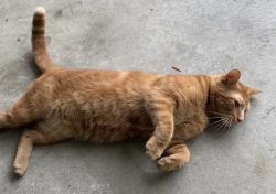 Lost Male Cat last seen 46th Ave N and 58th St N , Kenneth City, FL 33709