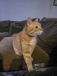 Lost Male Cat last seen Resort Villas, Henderson, NV 89014