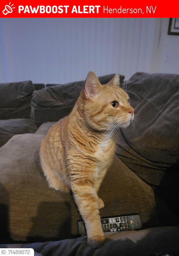 Lost Male Cat last seen Resort Villas, Henderson, NV 89014
