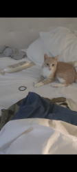 Lost Male Cat last seen Main and Utica hb ca 92648, Huntington Beach, CA 92648