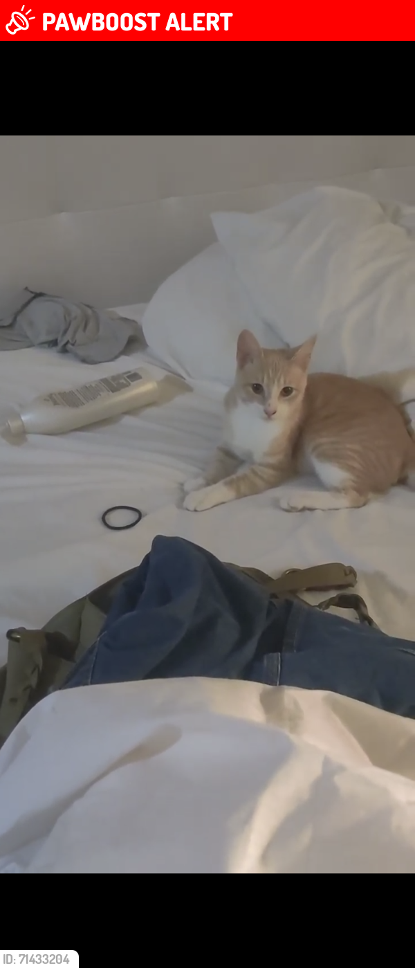 Lost Male Cat last seen Main and Utica hb ca 92648, Huntington Beach, CA 92648