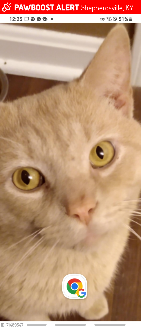 Lost Male Cat last seen Near Ridge Rd Shepherdsville KY 40165, Shepherdsville, KY 40165