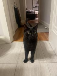 Lost Female Cat last seen Goethe Elementary School , Chicago, IL 60647