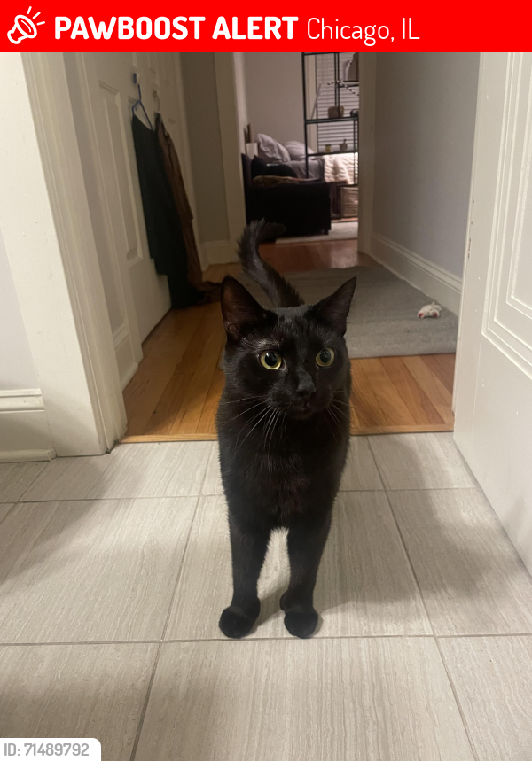 Lost Female Cat last seen Goethe Elementary School , Chicago, IL 60647